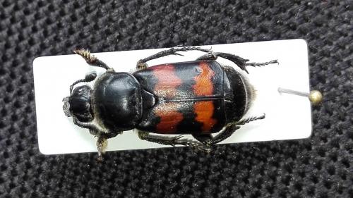 Nicrophorus sepulchralis